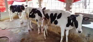 ১১৭৯ নং উন্নত জাতের ৩টি বকনা বিক্রয় হবে ।