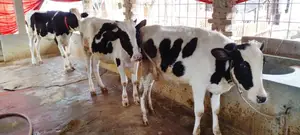 ১১৭৯ নং উন্নত জাতের ৩টি বকনা বিক্রয় হবে ।