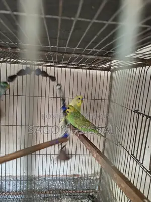 Master Pair Budgie