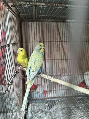 Master Pair Budgie
