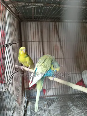 Master Pair Budgie