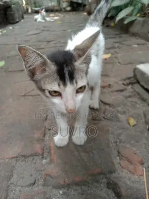 সাদা বিড়ালের বাচ্চা ফ্রী