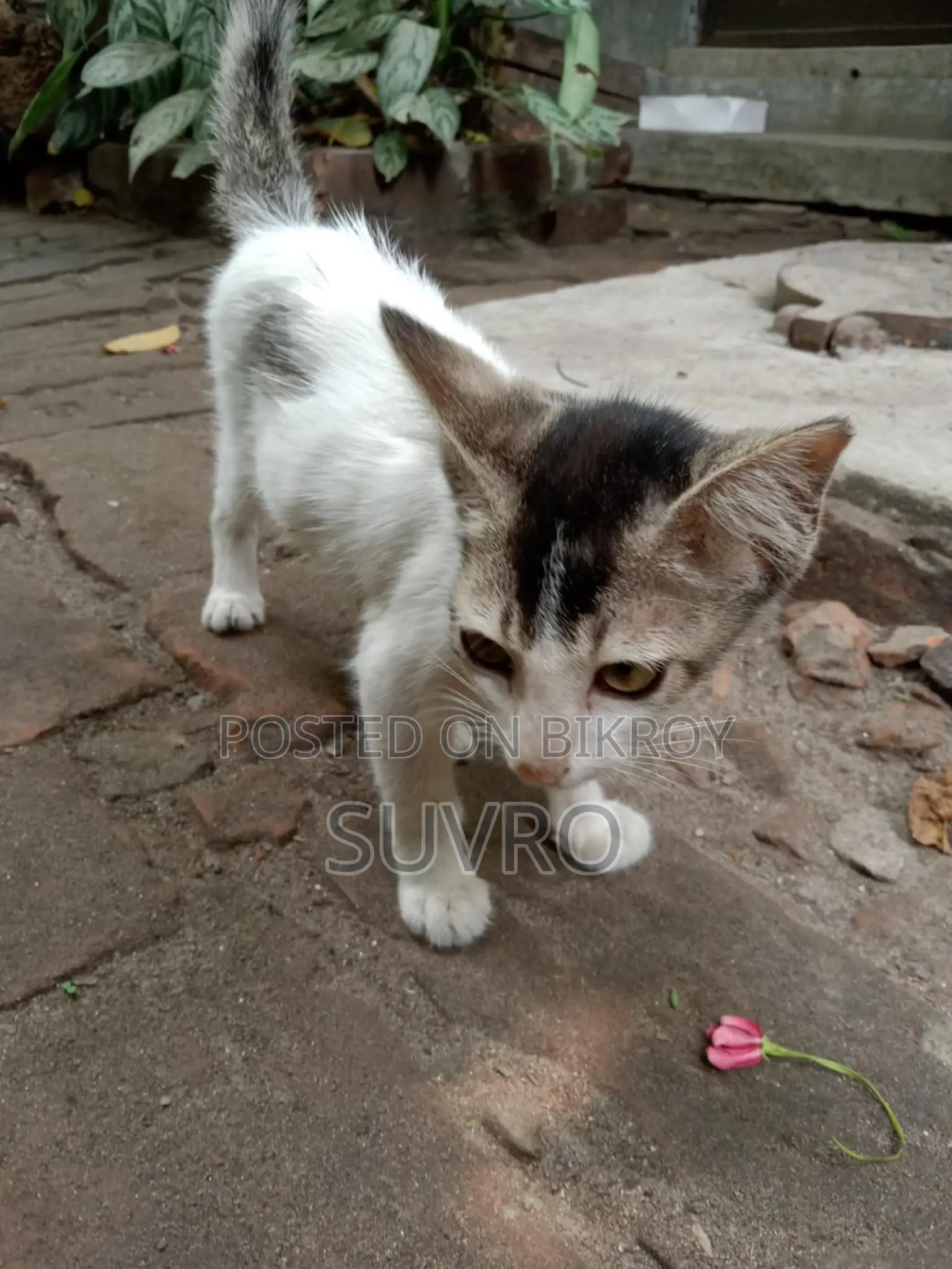 সাদা বিড়ালের বাচ্চা ফ্রী
