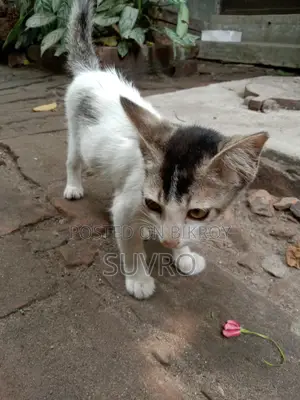 সাদা বিড়ালের বাচ্চা ফ্রী