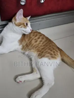 Gloden parsian cat golden and white mixed
