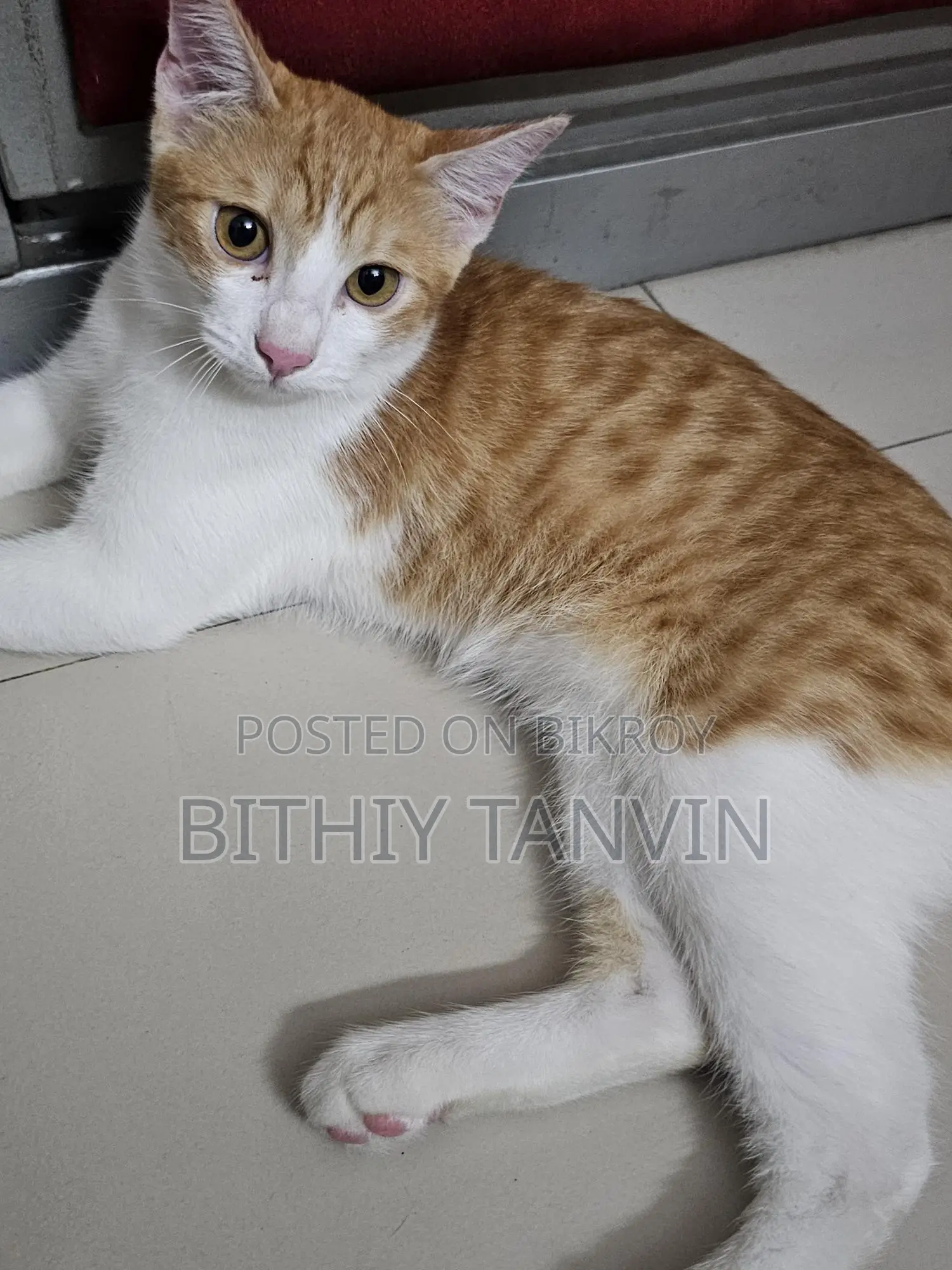 Golden and White Mixed Persian Cat