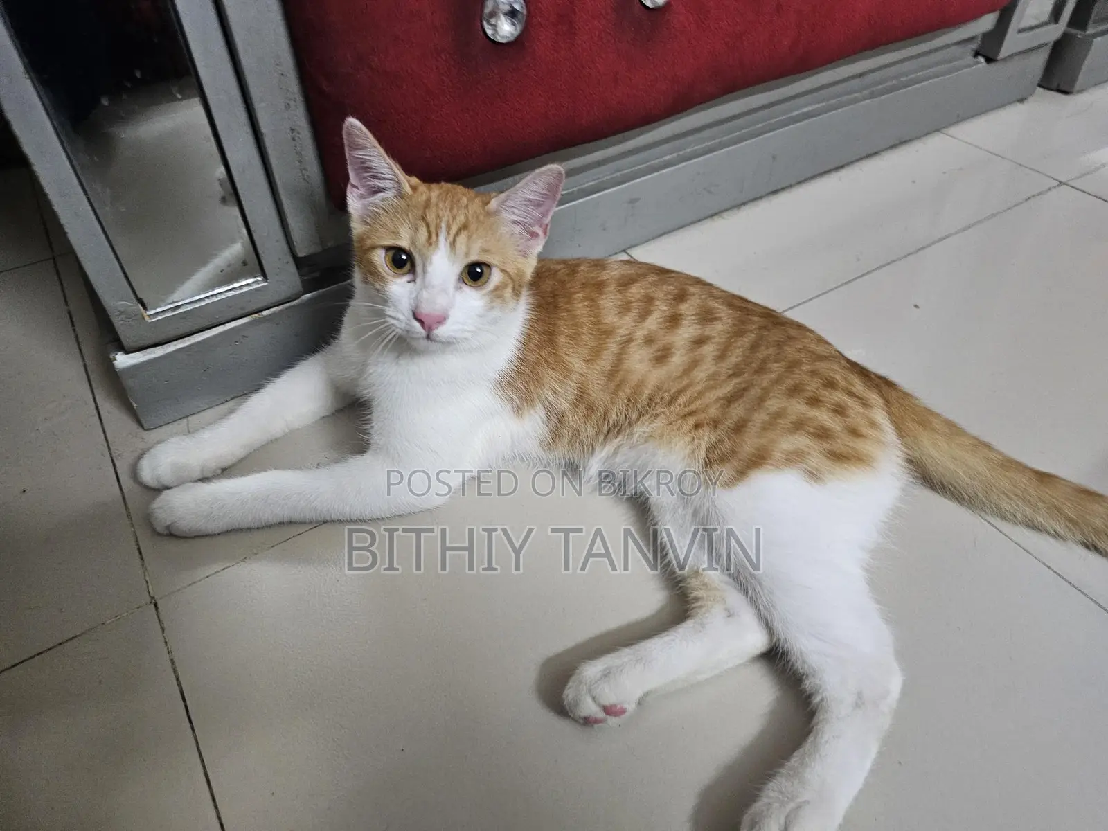 Golden and White Mixed Persian Cat