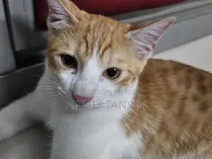 Golden and White Mixed Persian Cat