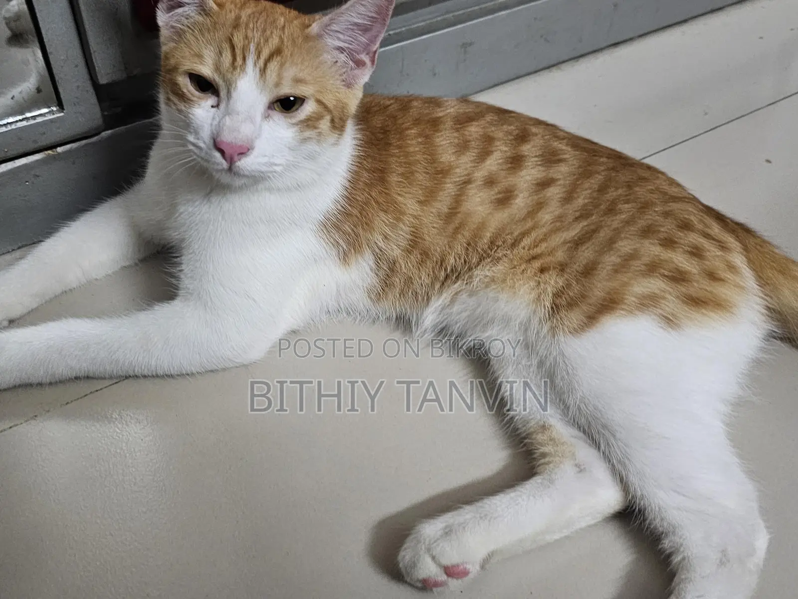 Golden and White Mixed Persian Cat
