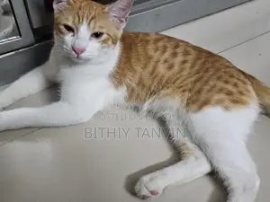 Golden and White Mixed Persian Cat