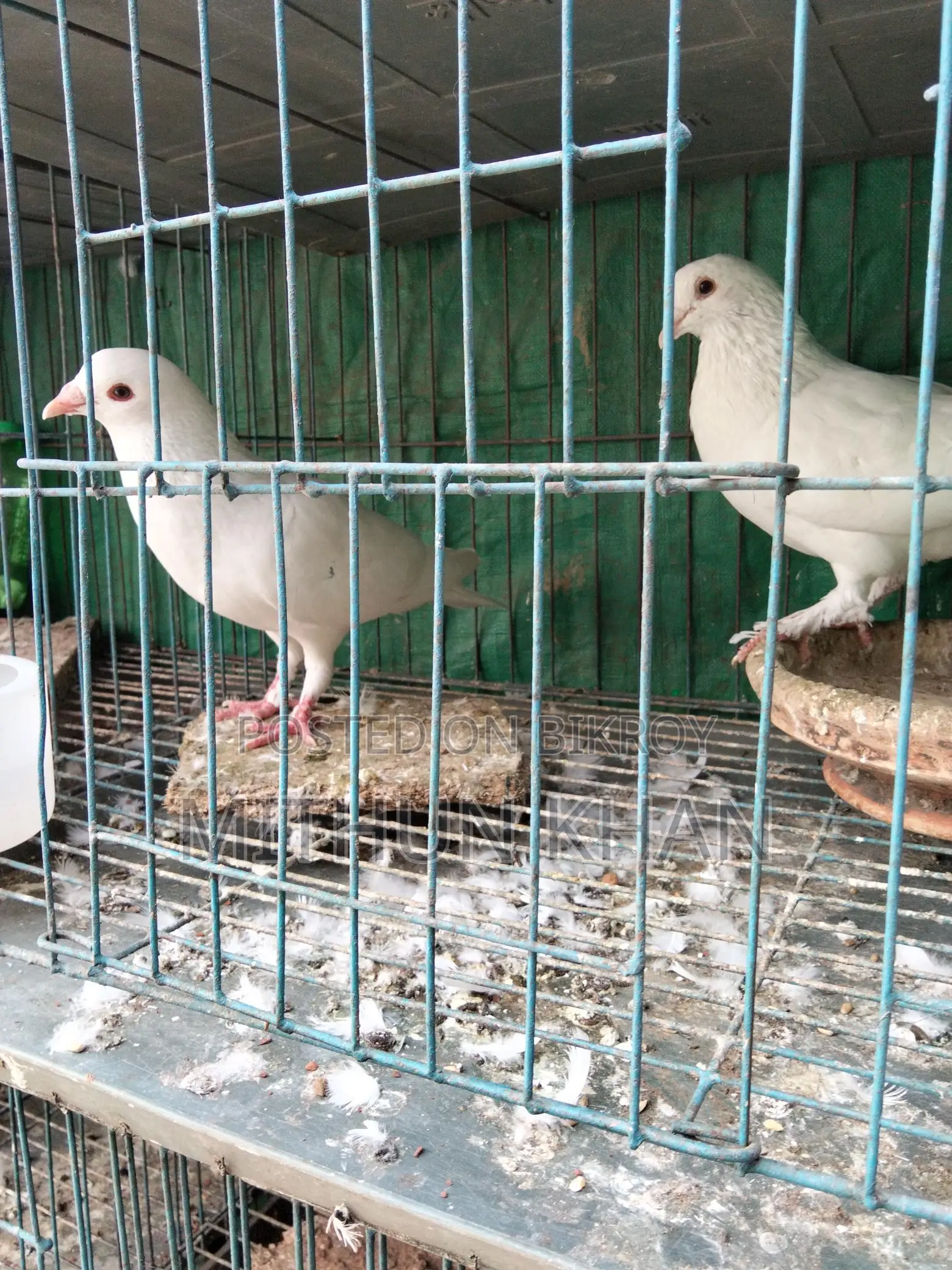Pigeons