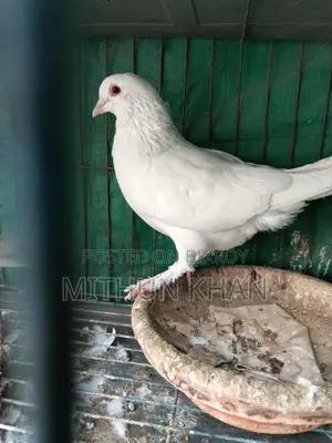 Pigeons