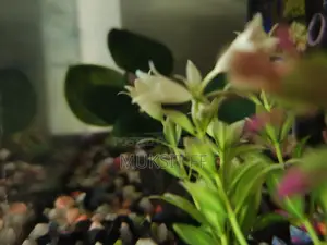 Aquarium 9/18 1 Ta Angel Fish Light Oxygen Air Filter