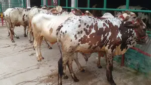 ১১৯৭ নং ৭টি এড়ে ষাঁড় গরুর বাছুর পোষার জন্য ভালো হবে ।