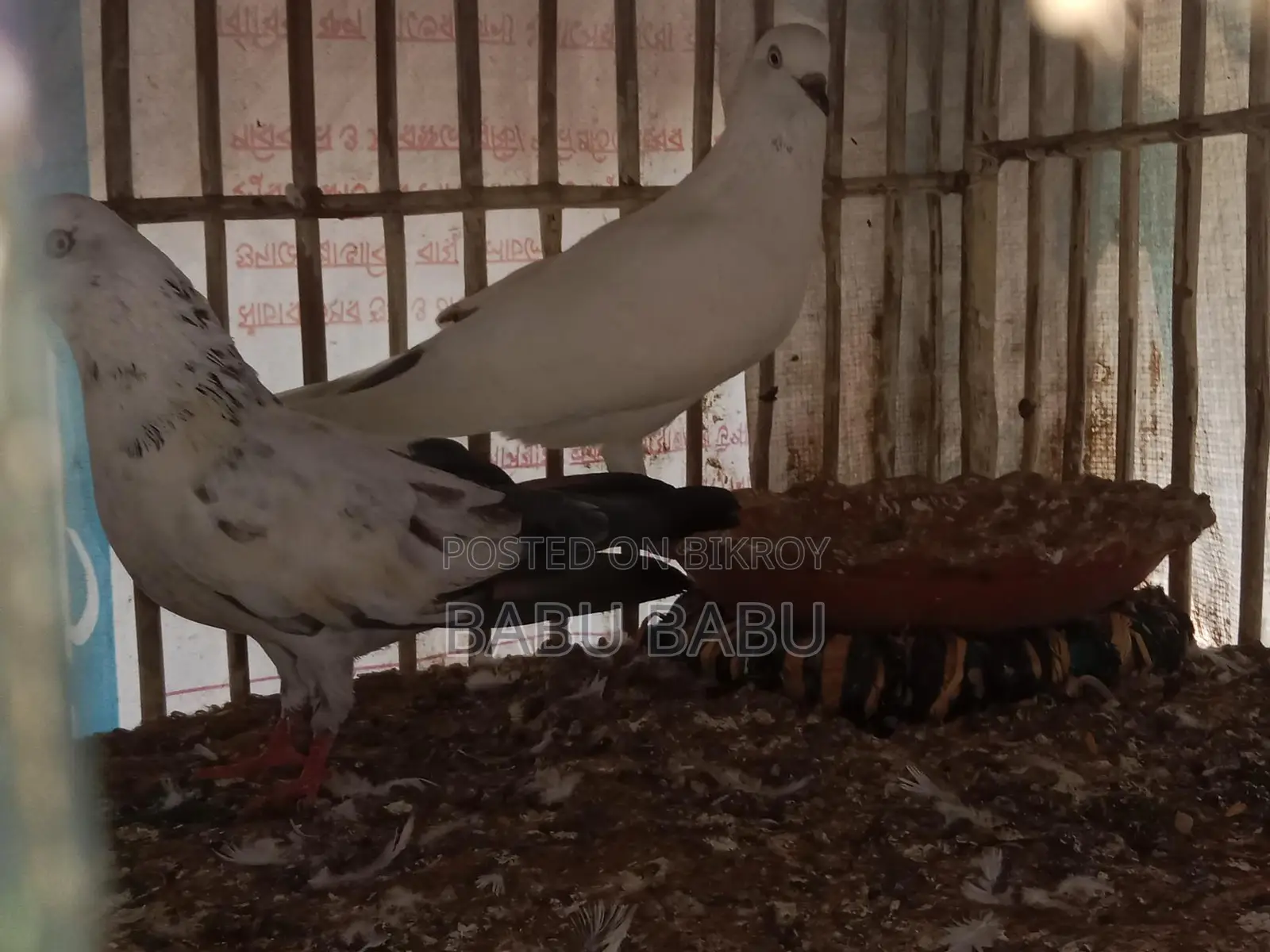 Pigeon Sale