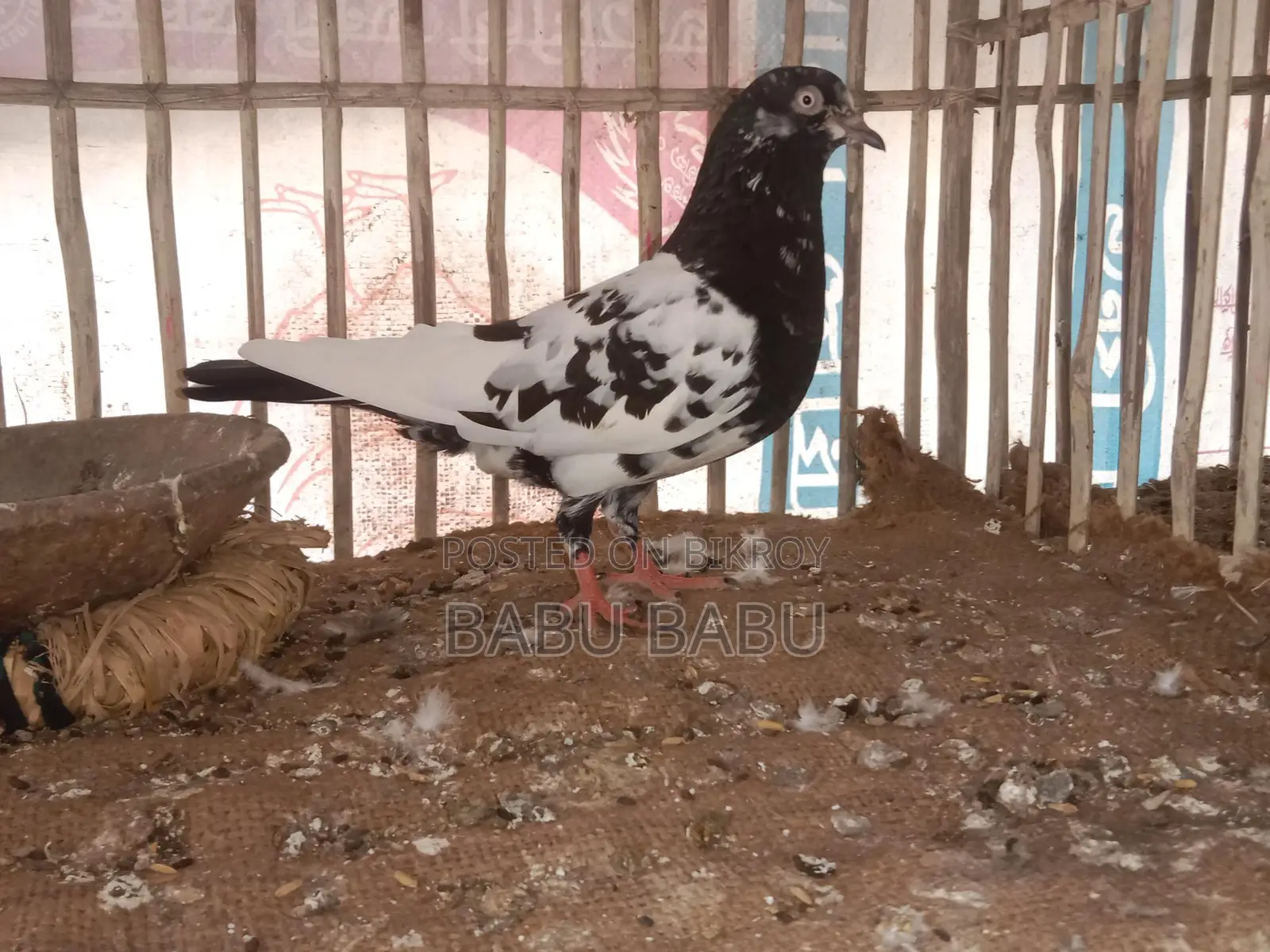 Pigeon Sale