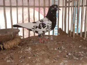 Pigeon Sale