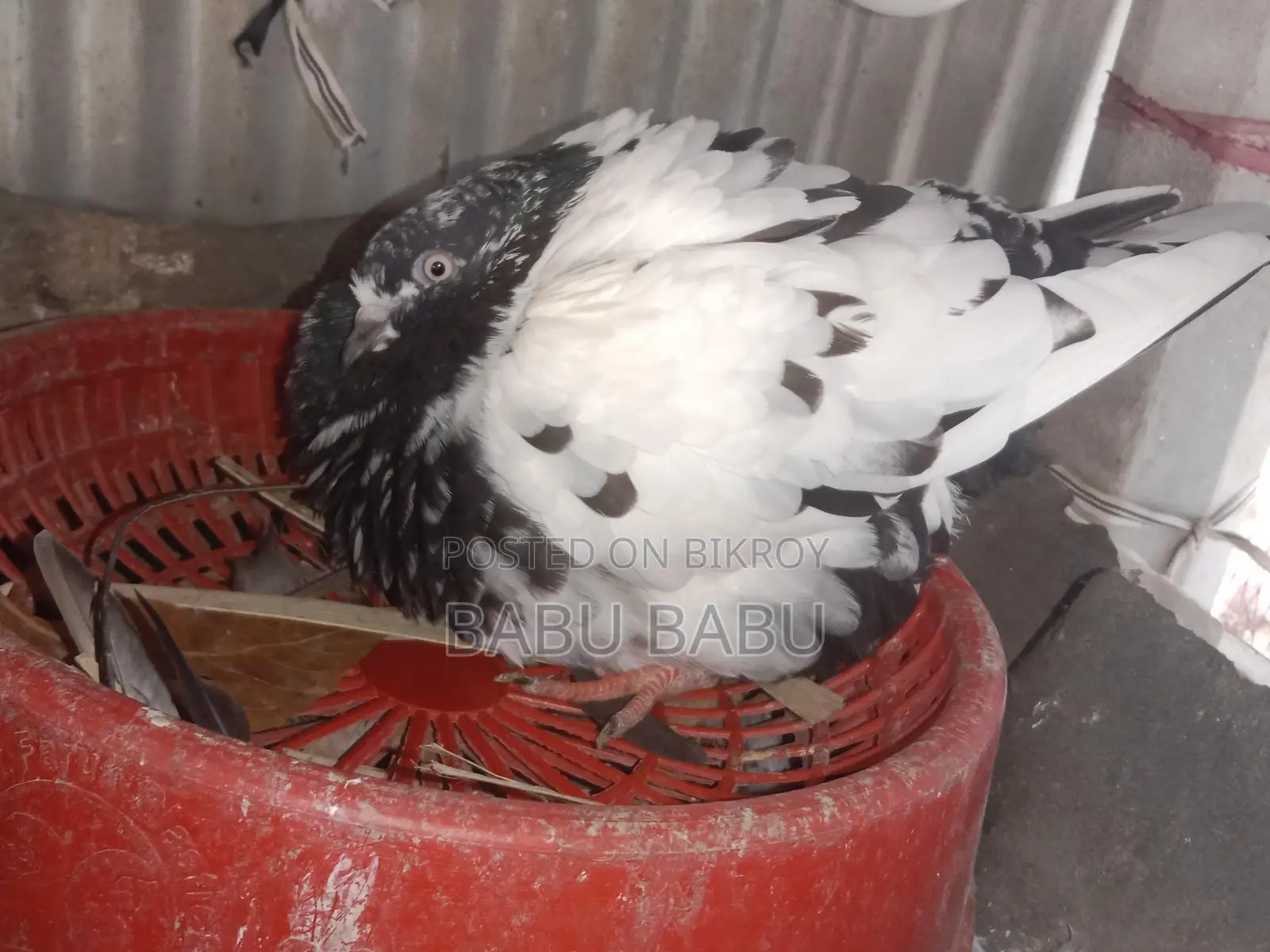 Pigeon Sale