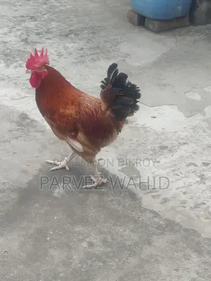 মোরগ মুরগি বিক্রি হবে