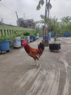 Roosters and hens for sale