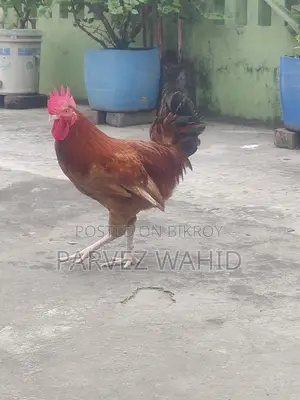 Roosters and hens for sale