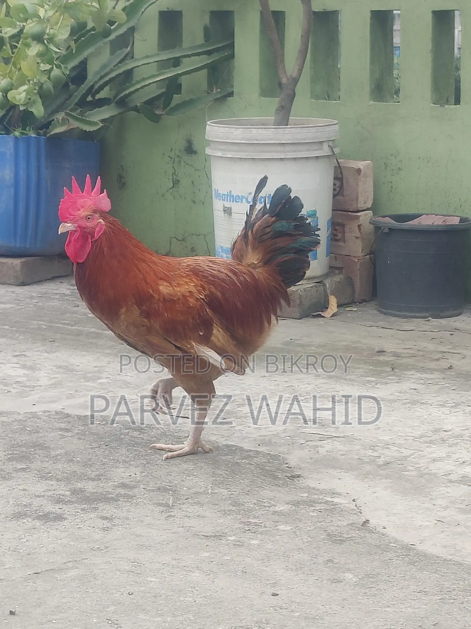 Roosters and hens for sale