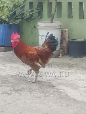 Roosters and hens for sale