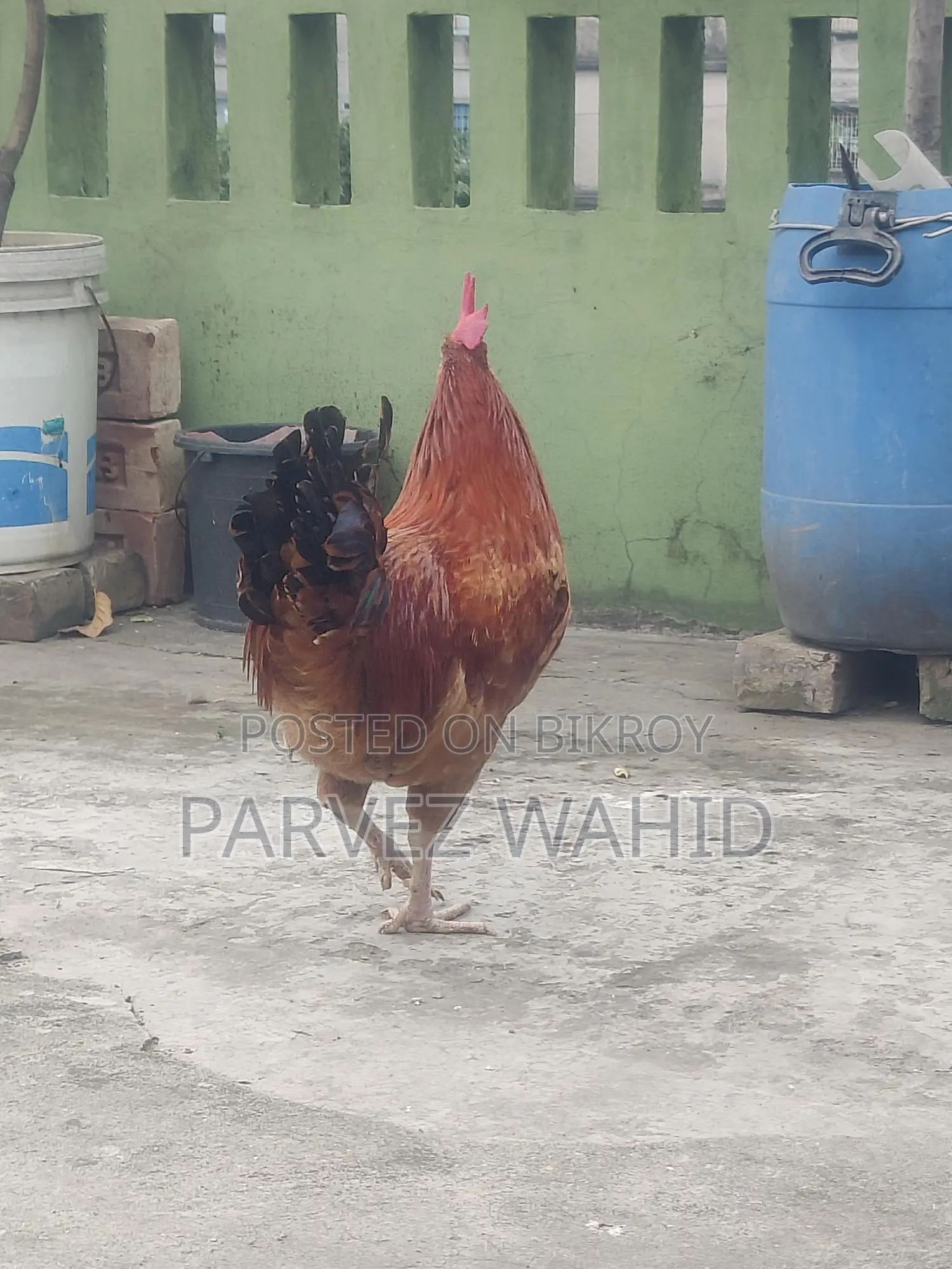 Roosters and hens for sale