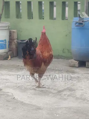 Roosters and hens for sale