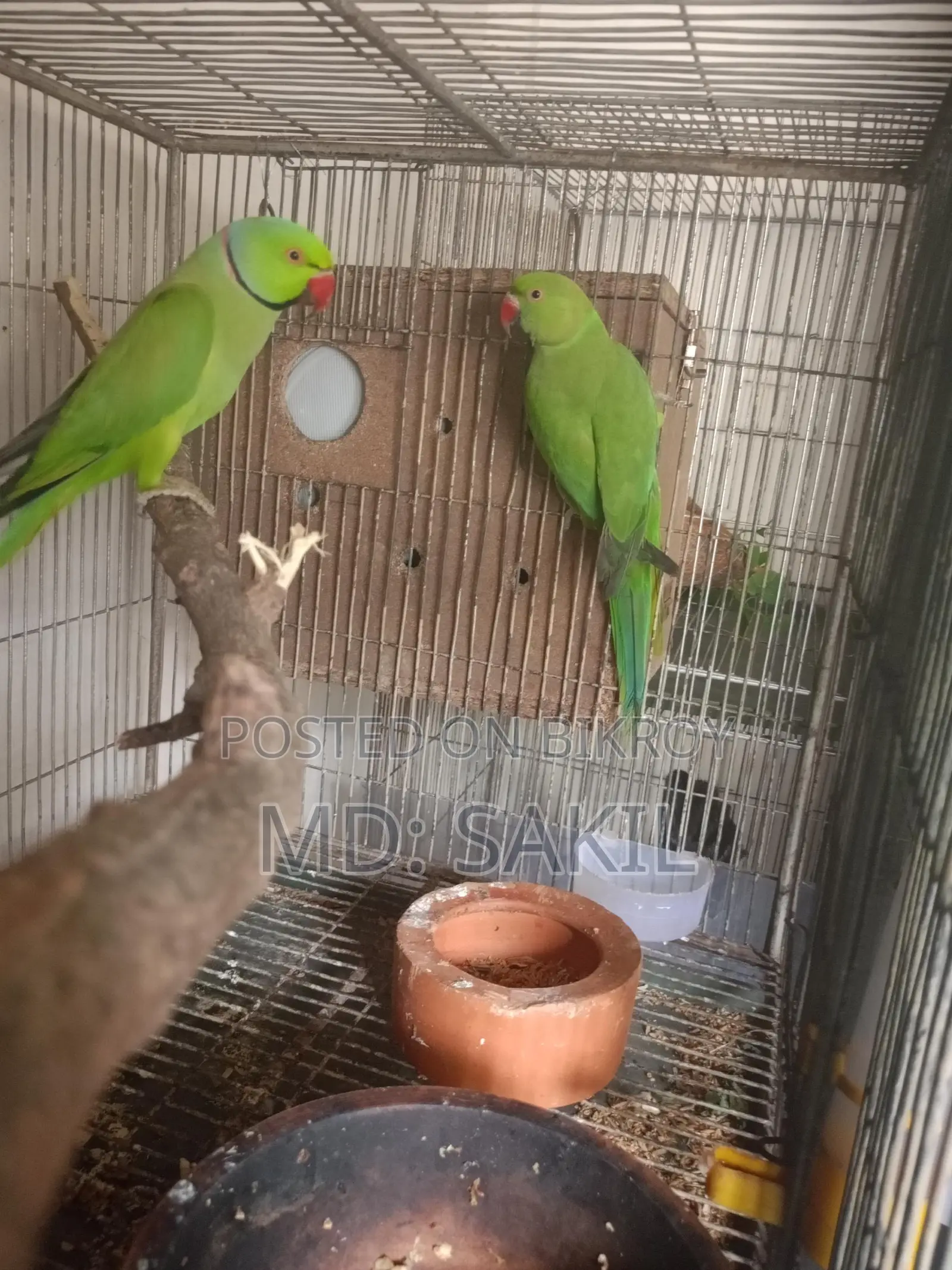 রানিং ইন্ডিয়ান রিং নেক টিয়া পাখি বিক্রি করা হবে