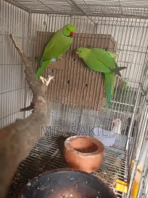 রানিং ইন্ডিয়ান রিং নেক টিয়া পাখি বিক্রি করা হবে