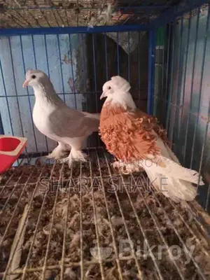 Foreign breed pigeons