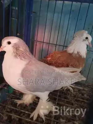 Foreign breed pigeons