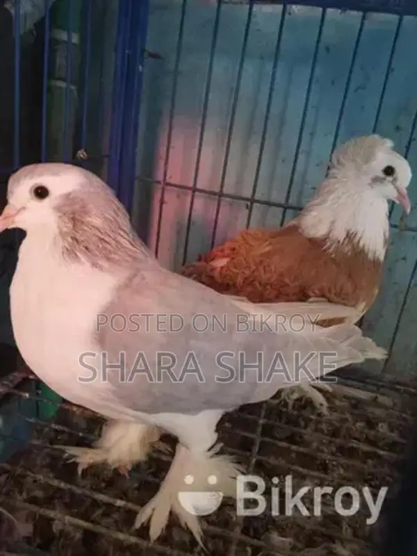 Foreign breed pigeons