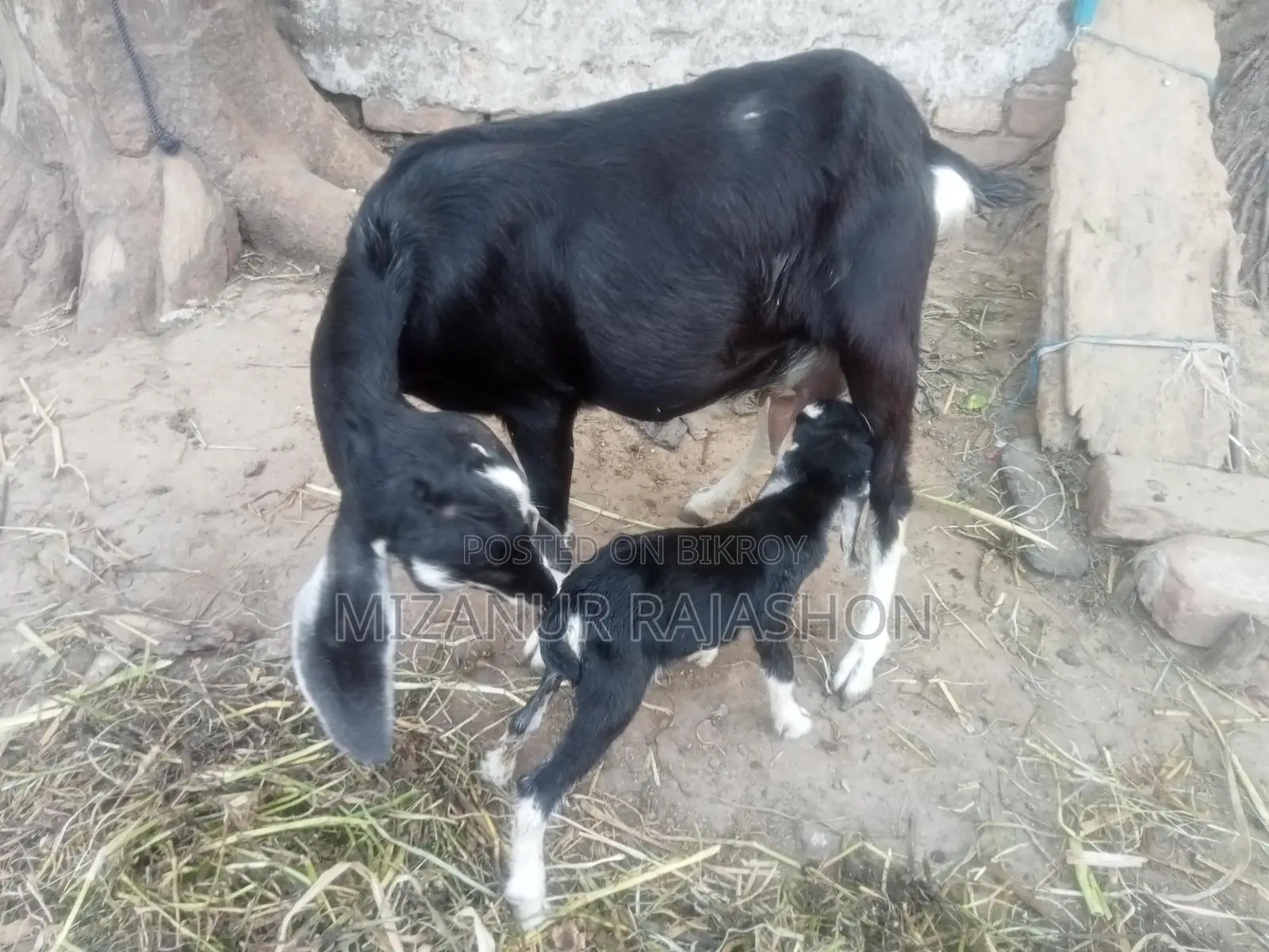 Black Bengal goat with kid for sale