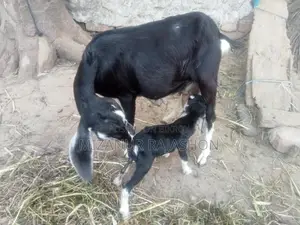 Black Bengal goat with kid for sale