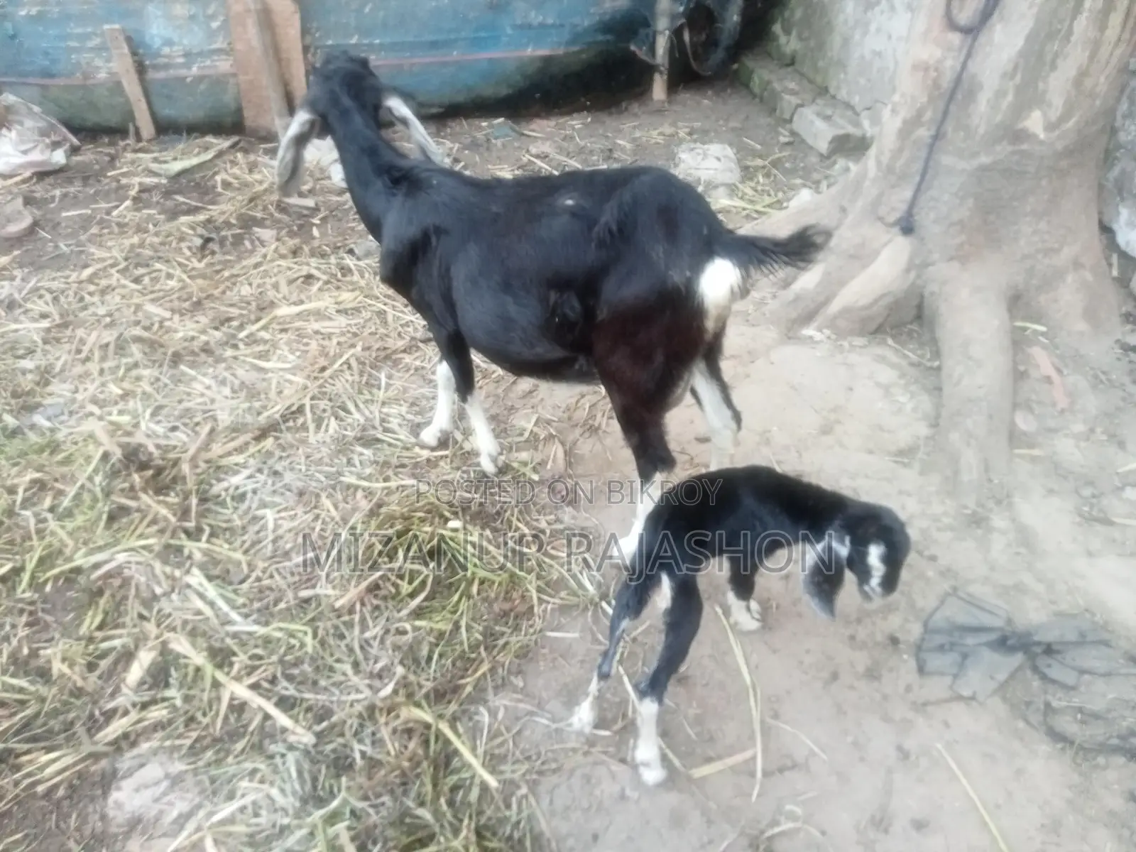 Black Bengal goat with kid for sale