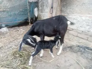 Black Bengal goat with kid for sale
