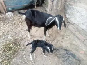 Black Bengal goat with kid for sale