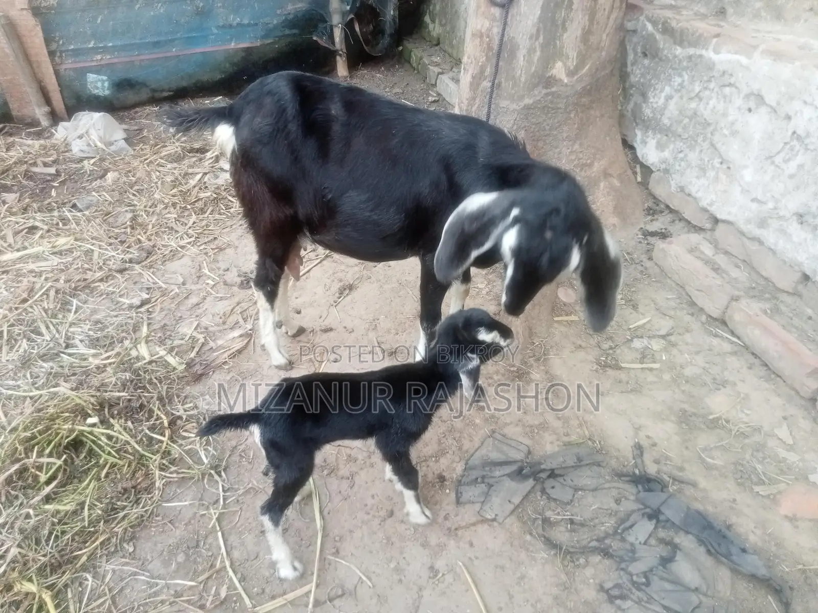 Black Bengal goat with kid for sale