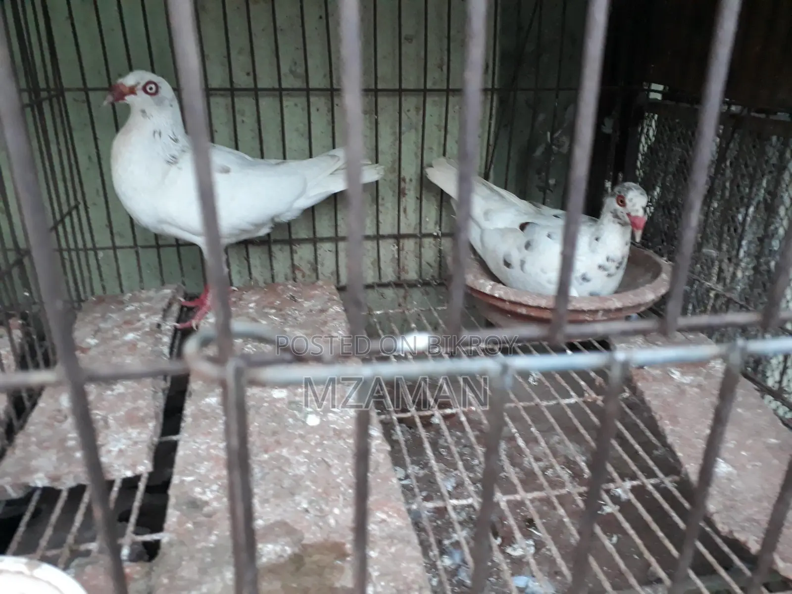 White Almond Denish Running Pair