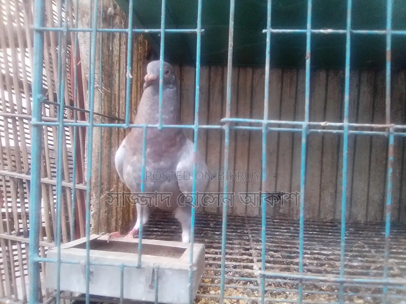 Big Size Milli Racer (Male)