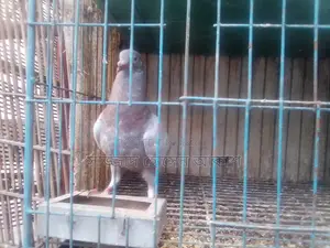 Big Size Milli Racer (Male)