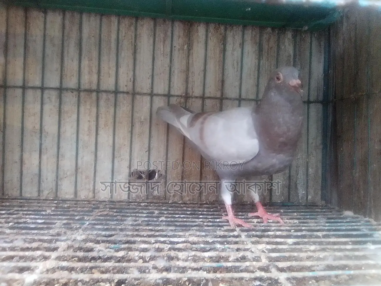 Big Size Milli Racer (Male)