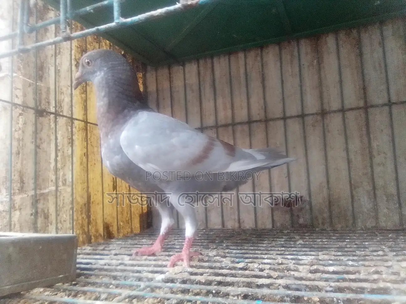 Big Size Milli Racer (Male)