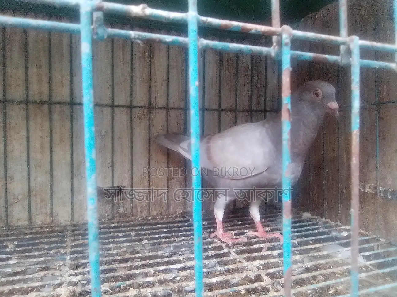 Big Size Milli Racer (Male)