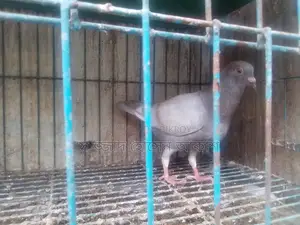 Big Size Milli Racer (Male)