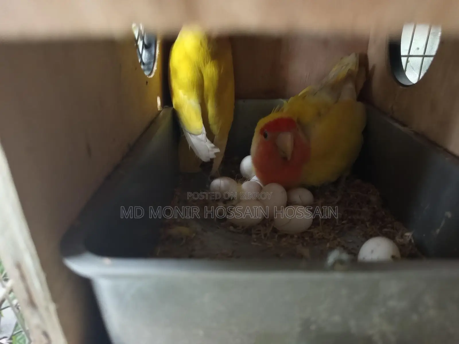 Pair of Lovebirds for Sale with 9 Eggs