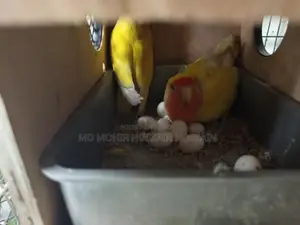 Pair of Lovebirds for Sale with 9 Eggs