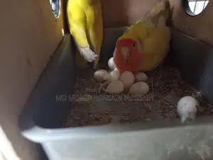 Pair of Lovebirds for Sale with 9 Eggs